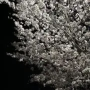ズラタンの画像