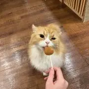 ちより、の画像