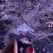 pの画像
