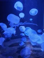 ママ