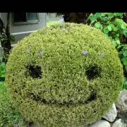 ひざこぞうの画像