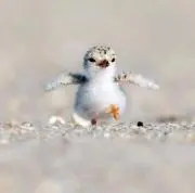 ピヨの画像
