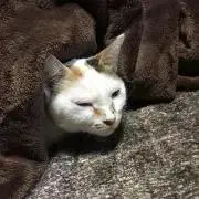 Image of [セール中]マタタビ。プロフ読んで下さい