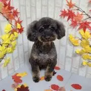 コスモスの画像