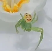 かるび