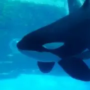 えるこの画像