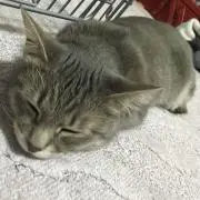 猫村さんの画像