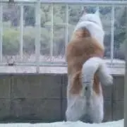 ななの画像