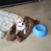 ミサワの画像