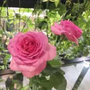 M★即購入OKの画像
