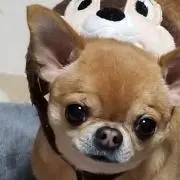 八街のしんちゃん