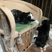 鯖三郎