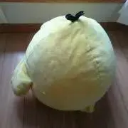 キイロノトリの画像