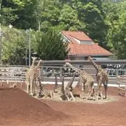 giraffeの画像