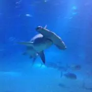 きゃべち