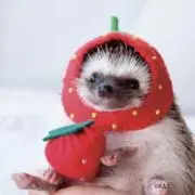 ハリネズミ✡︎プロフ必読の画像