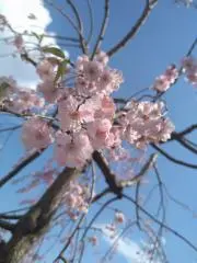 みらいもの画像