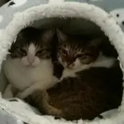 アイリスの画像