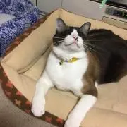 はなこ