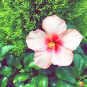 Flowerの画像