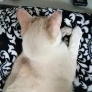 葵
