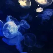 ayeの画像