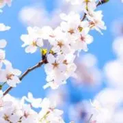 りんりんの画像