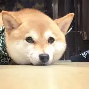 ハロの画像