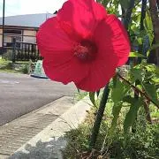 あっこの画像