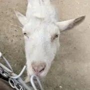 ユキの画像