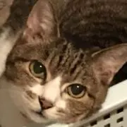 にゃんの画像