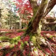 Rinの画像