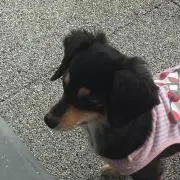 まろんの画像