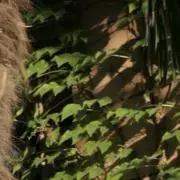 花の画像