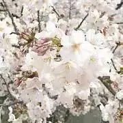 sakura☆の画像