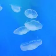 ちいの画像