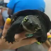 カナチャン