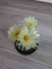 toro