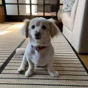 ゆーや