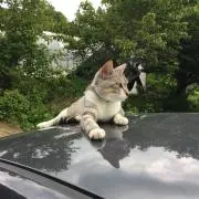 ななぷれの画像