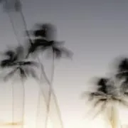 Umekoの画像