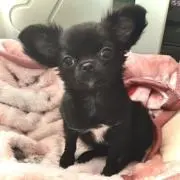 小洒落たイッヌ