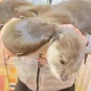 まよ