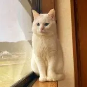 うんぴっぴチョビ丸