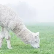 greenの画像