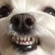 ぺじゅの画像