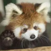 レッサーパンダの画像