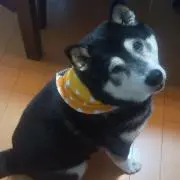 ひみ