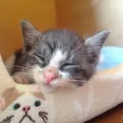 タラ