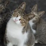シェンシェン